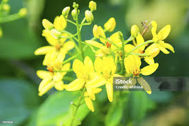 Image result for Malpighiaceae