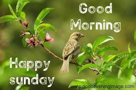 You can download it for free and send it to family and friends. Good Morning Happy Sunday Hd Images Photos Pictures