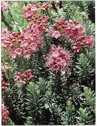 Image result for Phyllodoce breweri