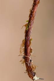 Image result for Mohria lepigera