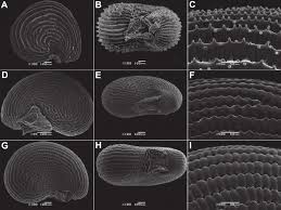Image result for Corbichonia rubriviolacea