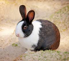 These rabbits are prized for their unique coat color, which resembles the fur of a chinchilla. Royalty Free Photo Photo Of Brown And White Rabbit On Seashore Pickpik