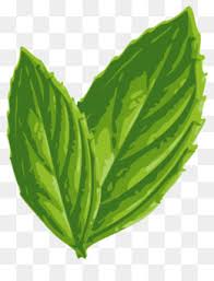 Jun 24, 2021 · 2 sdt daun mint cincang. Warna Hijau Daun Mint Unduh Gratis 658 600 360 02 Kb Gambar Png