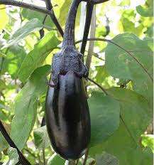 The plant can survive for years when grown under suitable conditions. Growing Eggplant How To Grow Eggplants Aubergines