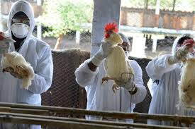 «la información sobre el primer caso registrado en el mundo de transmisión de la gripe aviar (h5n8) al ser humano ya ha sido enviada a la. Detectan Primer Caso De Transmision De Una Cepa De Gripe Aviar Al Ser Humano En Rusia La Tercera