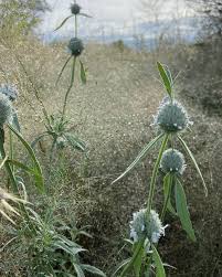 Image result for Acrotome inflata