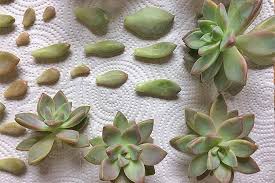 Keeping the leaves on top of damp soil can help encourage roots to form. Propagating Succulents In 5 Easy Steps Gardener S Path
