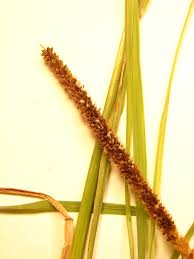 Image result for Setaria longiseta
