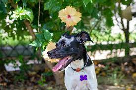 Other teas that are safe for dogs include peppermint tea, echinacea tea, and rooibos tea, all of which can help dogs with digestive problems. Is Hibiscus Poisonous To Dogs Vet Explains Pets