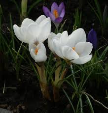 Image result for Pycreus chrysanthus