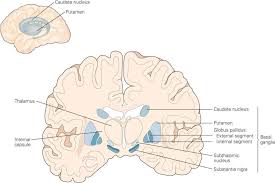 That the basal ganglia were still retained in darkness. The Basal Ganglia Neupsy Key