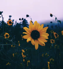 Aesthetic Black And Yellow Flowers Yellow Sunshine Aesthetic Backgrounds Flower Aesthetic Aesthetic Pictures