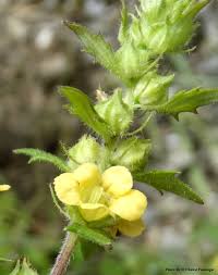 Image result for Alectra sessiliflora