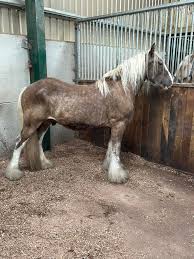 Image result for Medium Buckskin 1989 Colt