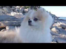 Pomeranianlarin Deniz Keyfi Youtube Kopek Kedi Youtube