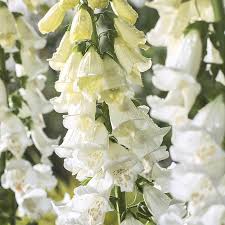 The wildflower is a biennial, but with the newer perennial hybrids below now in several shades, it. Foxglove Alba Seeds From Mr Fothergill S Seeds And Plants