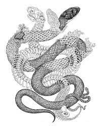 Illustrator Spotlight Zoe Keller Snake Illustration Snake Drawing Snake Art
