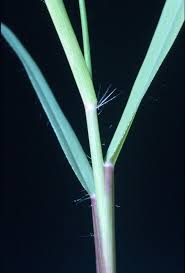 Image result for Eragrostis congesta