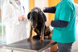 Ongoing research is working to identify if the development of different cancers later in life is due to childhood exposure to pesticides. Can Roundup Cause Cancer In Dogs Pintas Mullins Law Firm