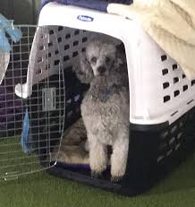 My dog loves crate games! Crate Games And The Question Of Value Susan Garrett S Dog Training Blog Dog Training This Or That Questions Crates