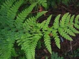 Image result for Microlepia speluncae