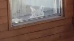 It contained edmonton's western and northwestern suburbs, including the city of st. A Coyote Den Means A Hole Of A Problem Stalberttoday Ca