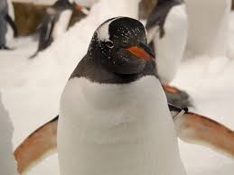 Address, phone number, pohatu penguin habitat reviews: Penguins Endangered Penguin Facts And Information