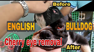 How much does cherry eye surgery cost. Cherry Eye How To Fix Cherry Eye Cherry Eye Remedy Cherry Eye Surgery Cherry Eye Surgery Cost Youtube