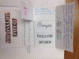 Active And Passive Transport Organizer High School Science Classroom Interactive Science Notebook Passive Transport