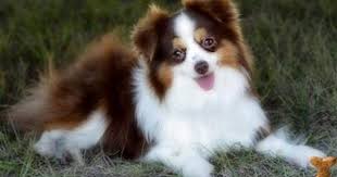 Http Www K9stud Com Images Mringwald Mringwald A200921812117 Jpg Toy Australian Shepherd Australian Shepherd Puppies Australian Shepherd