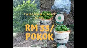Para ahli tanaman holtikultura percaya bahwa limau kasturi adalah perpaduan ( hibrida ) dari jeruk keprok dan jeruk. Rm33 Pokok Limau Nipis Wooww Hasil Lumayan Youtube