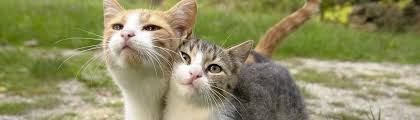 Why are male cats more affectionate?