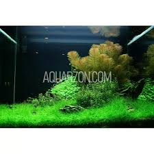 Image result for Eleocharis variegata