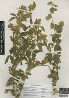 Image result for Crotalaria polysperma