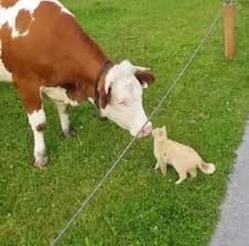 Hope All You Moo S Enjoy The Day With Your Boo S Cute Pet Animal Animal Sevimli Hayvan Yavrulari Cok Sirin Hayvanlar Komik Hayvan Fotograflari