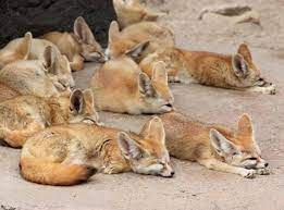 وجهة نظر بالصور أجمل 10 كائنات حول العالم cutest animals on earth cute wild animals fox species