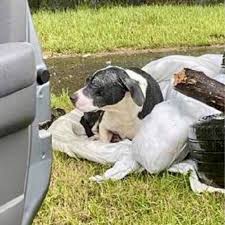 PAWS New England added a new photo.