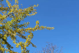 Yellowing leaves and premature leaf drop may point to a leaf disease or summer pest infestation. Ginkgo Trees And Yellow Leaves During Spring Season In Japan Stock Images Page Everypixel