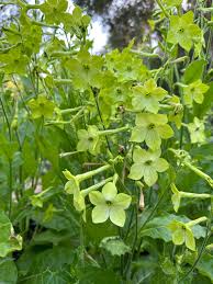 Image result for Nicotiana