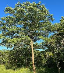 Image result for Terminalia sericea