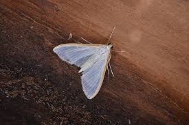 Image result for Anania perlucidalis