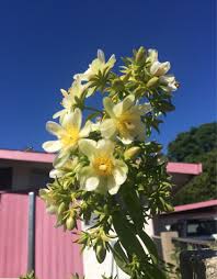 Image result for Pereskia