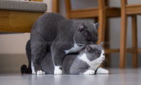 Ikan ini diintroduksi dari afrika, tepatnya afrika bagian timur, pada tahun 1969, dan kin. 400 Gambar Erek Erek Kucing Infobaru