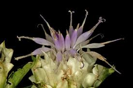 Image result for Vernonia ringoetii