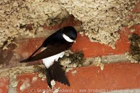 Die schwalben bauen ihre nester aus lehm, sand und speichel. Die Mehlschwalbe Steckbrief Grosse Brutzeit Nahrung Bilder Referat