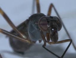 Image result for Tristachya viridiaristata