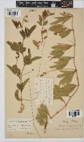 Image result for Ophrestia