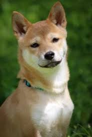 Mein hund ist nun knapp 9monate und ich hab ihn nun knapp einen monat bei mir. Dein Hund Uriniert Und Zeigt Devotes Verhalten Tierpuls Com