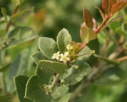 Image result for Maytenus chasei