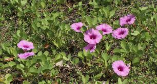Image result for Ipomoea pes-caprae
